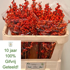 Ilex Verticillata Oudijk's Orange 70cm