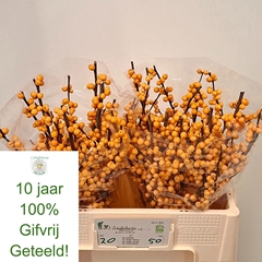 Ilex Verticillata Golden Verboom 50cm