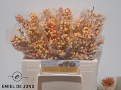Ilex Verticillata Ilexia Julia 35cm