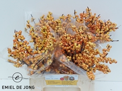 Ilex Verticillata Ilexia Julia 40cm