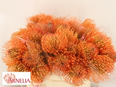 Leucospermum Ayoba Mandarin Zest 35cm