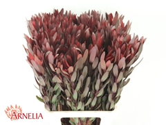 Leucadendron Safari Sunset 70cm
