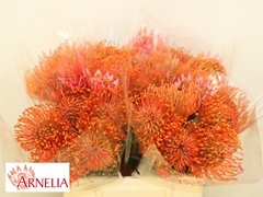 Leucospermum Ayoba Mandarin Zest 40cm