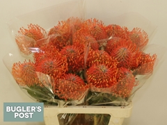 Leucospermum Ayoba Mandarin Zest 60cm
