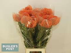 Leucospermum Ayoba Mandarin Zest 80cm