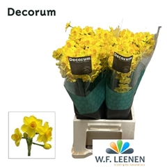 Narcissus Spray Grand Soleil D'Or 45cm