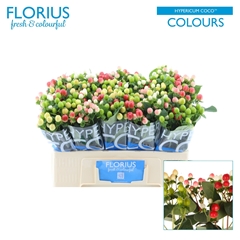 Hypericum Coco Colours Mix 50cm