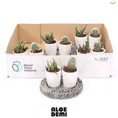 Cactus Mix 12Ø 8cm