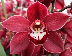 Cymbidium Priwine 50cm