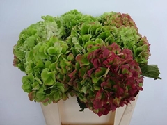 Hydrangea White Verena Classic 50cm 14-16cm Hd