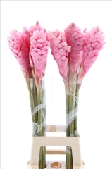 Alpinia Purpurata 90cm