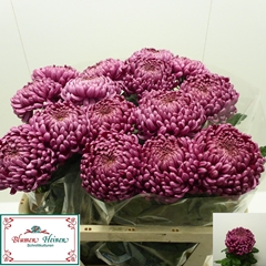 Chrysanth Single Daily Mirror 75cm 120gr.