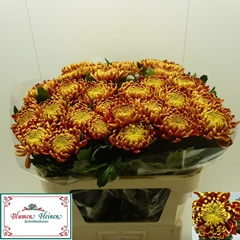 Chrysanth Single Fuego 75cm 100gr.