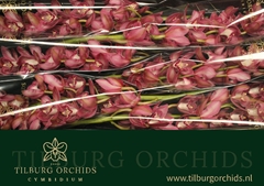 Cymbidium Pink Prelude 80cm