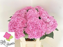 Hydrangea Royal Pink Highness 80cm 19-21cm Hd