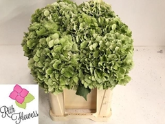 Hydrangea Elbtal Classic 50cm 16-18cm Hd