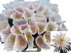 Chrysanth Single Spider Spivio 80cm 110gr.