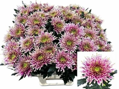 Chrysanth Single Tula Sharletta 80cm 70gr.