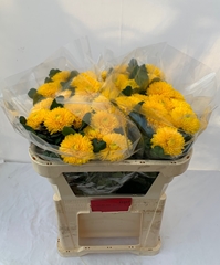 Chrysanth Single Migoli 60cm 55gr.