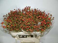 Rosa Classic Fruitilia 70cm