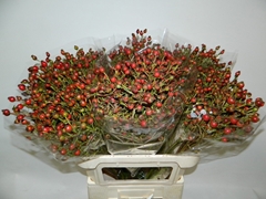 Rosa Classic Fruitilia 80cm