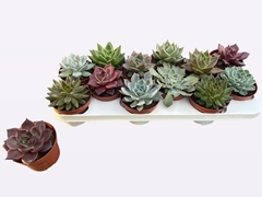 Echeveria Mix 10Ø 14cm