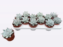 Echeveria Colorata 10Ø 12cm