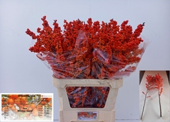 Ilex Verticillata Winter Gold 90cm