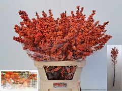 Ilex Verticillata Winter Gold 100cm
