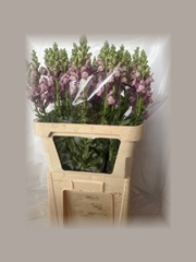 Antirrhinum Potomac Lavender 80cm