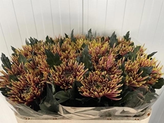 Chrysanth Single Tula Autumn 75cm 85gr.