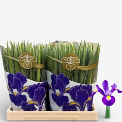 Iris Blue Magic 60cm 32gr.