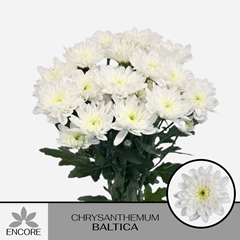 Chrysanth Spray Baltica 70cm 60gr.