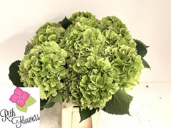 Hydrangea Elbtal Classic 60cm 20-22cm Hd