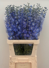 Delphinium Double Centurion Skyblue 100cm