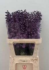 Delphinium Double Dewi Pink Floyd 90cm