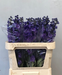 Delphinium Double Christel 80cm