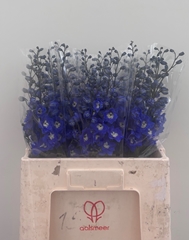 Delphinium Double Dev Navy Blue 60cm