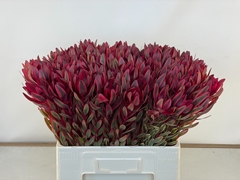 Leucadendron Jester 60cm
