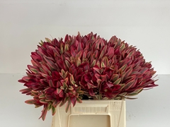 Leucadendron Jester 40cm