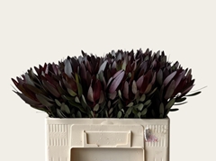 Leucadendron Safari Sunset 55cm