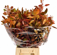 Eucalyptus Populus With Berry 65cm 200gr.