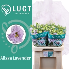 Eustoma Double Alissa Lavender 70cm