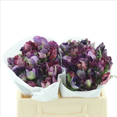 Anemone Coronaria Mistral Bordeaux 35cm