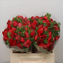 Anemone Coronaria Mistral Plus Red 35cm