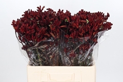 Anigozanthos Early Spring 60cm