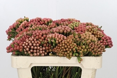 Brunia Laevis Red 50cm