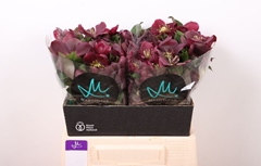 Helleborus Classic One 40cm