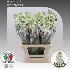 Matthiola Iron White 70cm