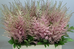 Astilbe Erika 65cm